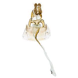  Female genitalia

