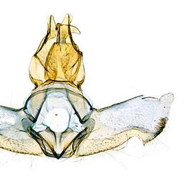  Male genitalia
