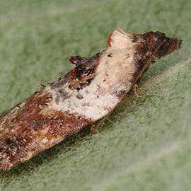  Resting adult. © Gyorgy Csoka, Hungary Forest Research Institute, Bugwood.org
