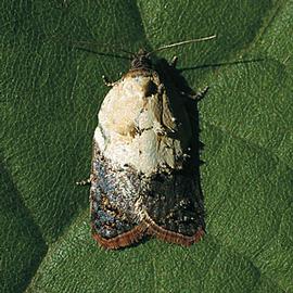  Resting adult. © Csaba Szaboky, Bugwood.org
