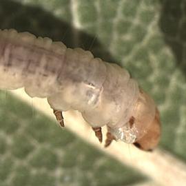  Larva
