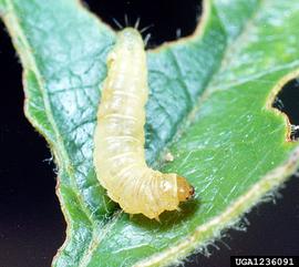  Larva. © Clemson University - USDA Cooperative Extension Slide Series, Bugwood.org
