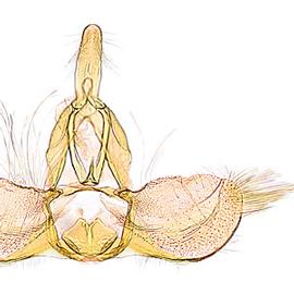  Male genitalia
