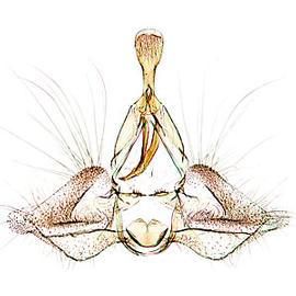  Male genitalia

