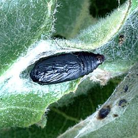  Pupa. © Milan Zubrik, Forest Research Institute - Slovakia, Bugwood.org
