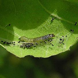  Larva. © Milan Zubrik, Forest Research Institute - Slovakia, Bugwood.org
