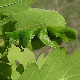  Larval damage. © Milan Zubrik, Forest Research Institute - Slovakia, Bugwood.org
