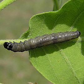  Larva. © Milan Zubrik, Forest Research Institute - Slovakia, Bugwood.org
