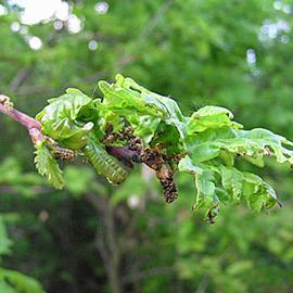  Larval damage. © Milan Zubrik, Forest Research Institute - Slovakia, Bugwood.org
