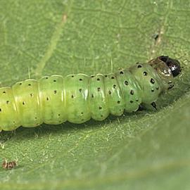  Larva. © Gyorgy Csoka, Hungary Forest Research Institute, Bugwood.org
