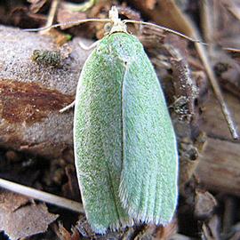  Resting adult. © Petr Kapitola, State Phytosanitary Administration, Czechia, Bugwood.org
