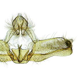  Male genitalia
