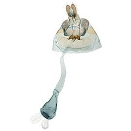  Female genitalia
