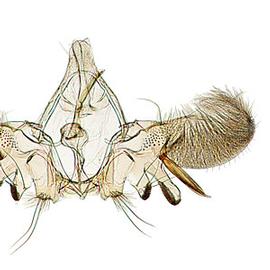 Male genitalia
