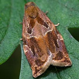  Resting adult. © Svdmolen, Wikipedia Creative Commons
