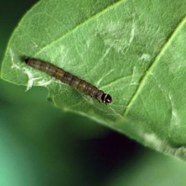  Larva. © Fabio Stergulc, Università di Udine, Bugwood.org
