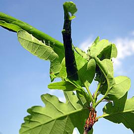  Larval damage. © Milan Zubrik, Forest Research Institute - Slovakia, Bugwood.org
