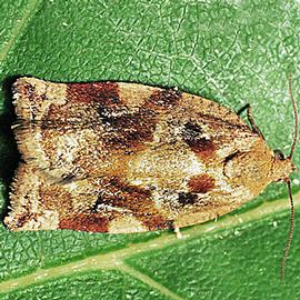  Resting adult. © Gyorgy Csoka, Hungary Forest Research Institute, Bugwood.org

