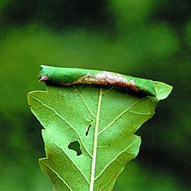  Larval damage. © Milan Zubrik, Forest Research Institute - Slovakia, Bugwood.org

