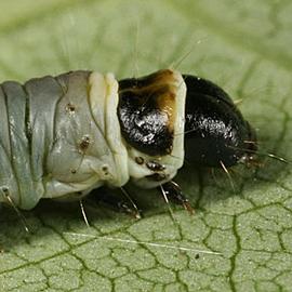  Larva. © Gyorgy Csoka, Hungary Forest Research Institute, Bugwood.org
