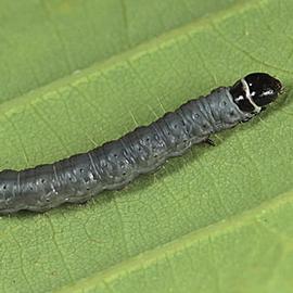  Larva. © Gyorgy Csoka, Hungary Forest Research Institute, Bugwood.org
