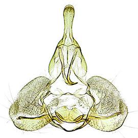  Male genitalia
