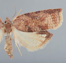   A. concavana .  ©  John W. Brown. Image used with permission.
