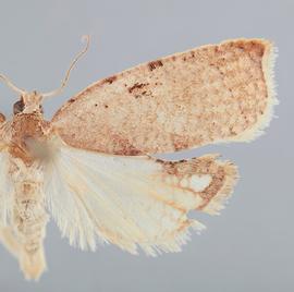   A. concavana .  ©  John W. Brown. Image used with permission.
