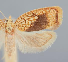   A. forsskaleana .  ©  John W. Brown .  Image used with permission.    
