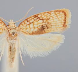  Male.  ©  John W. Brown .  Image used with permission.
