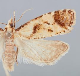   Phtheochroa fulviplicana . © John W. Brown. Image used with permission.
