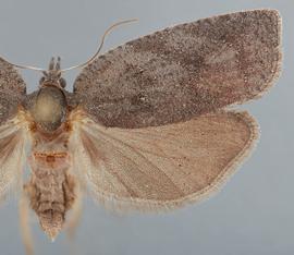  Female. © John W. Brown. Image used with permission.
