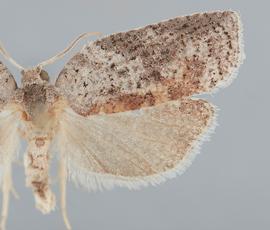  Male. © John W. Brown. Image used with permission.
