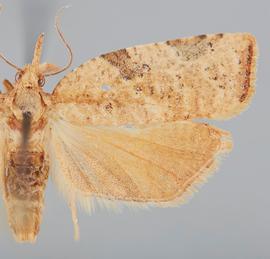   P .  labiosana  female. © John W. Brown. Image used with permission.
