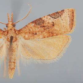   P .  labiosana  male. © John W. Brown. Image used with permission.
