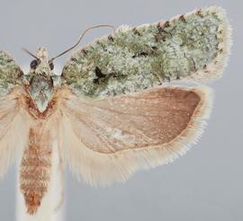  Female.  ©  John W. Brown. Image used with permission.
