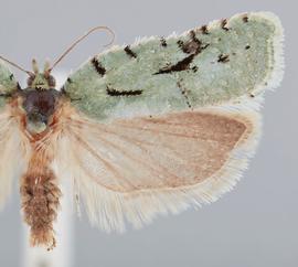  Male.  ©  John W. Brown. Image used with permission.
