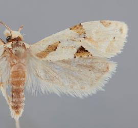   Aethes razowskii . © John W. Brown. Image used with permission.
