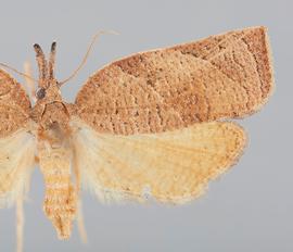   P .  rostrana  female. © John W. Brown. Image used with permission.
