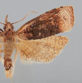  Male. © John W. Brown. Image used with permission.
