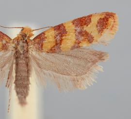   Aethes rutilana . © John W. Brown. Image used with permission.

