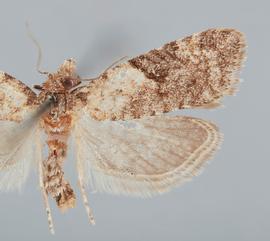   Anopina triangulana . © John W. Brown. Image used with permission.
