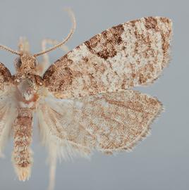  Male. © John W. Brown. Image used with permission.

