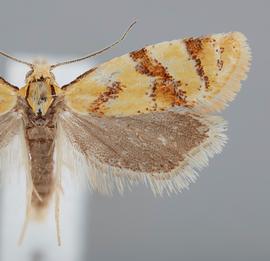   Phtheochroa vitellinana . © John W. Brown. Image used with permission.
