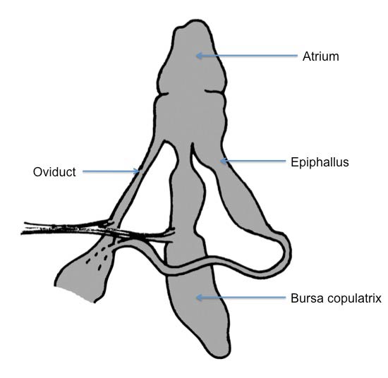 Arion fasciatus group: Arion fasciatus | Terrestrial Mollusk Tool