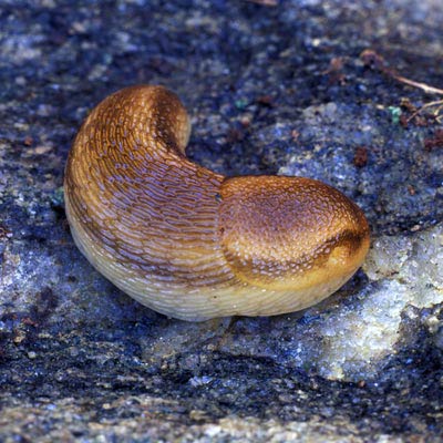 Arion subfuscus group: Arion fuscus | Terrestrial Mollusk Tool