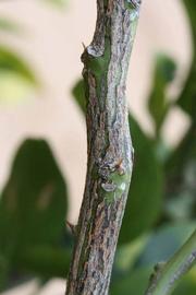              Second - third year twig (Riverside, CA)       