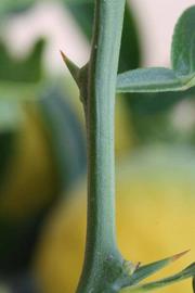              First year twig (Riverside, CA)       