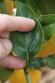            Unifoliolate leaf (Riverside, CA)   