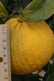              Fruit (Riverside, CA)       